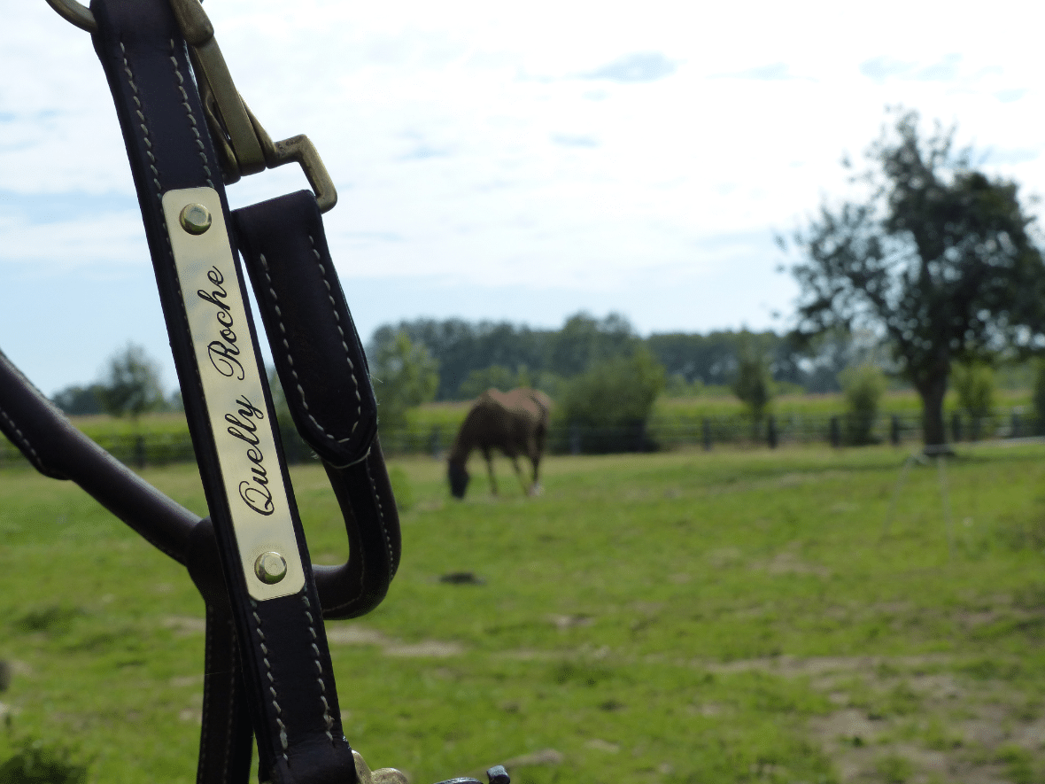 Banner voor specialistische gravure van paarden