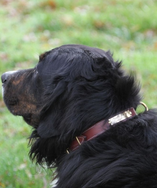 Collier en cuir avec plaque d'identification gravée pour chien