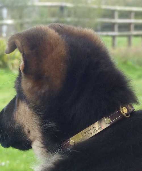 Collier en cuir avec plaque d'identification gravée pour chien