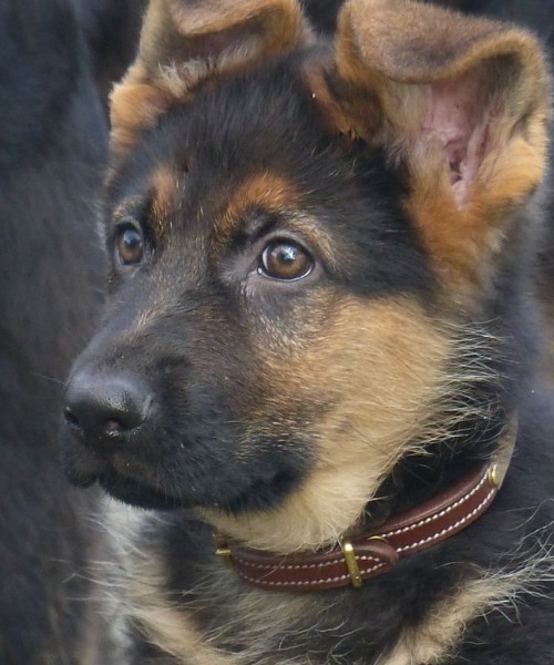 Collar de piel con placa de identificación grabada