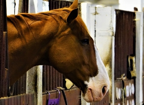 paarden foto's