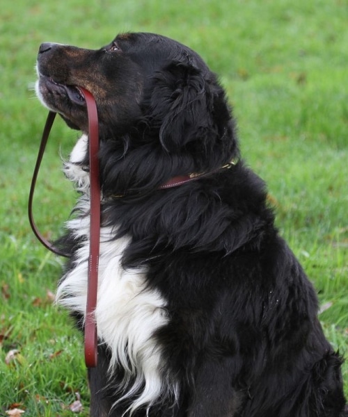 coleira de cachorro de couro