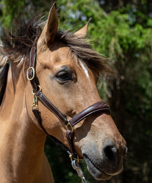 Licol en cuir anatomique dyon pour chevaux