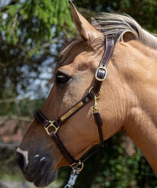 Dyon anatomical leather halter for horses