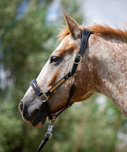 Licol en cuir anatomique dyon pour chevaux