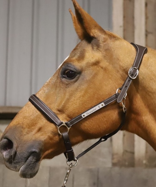 Licol chevaux en cuir