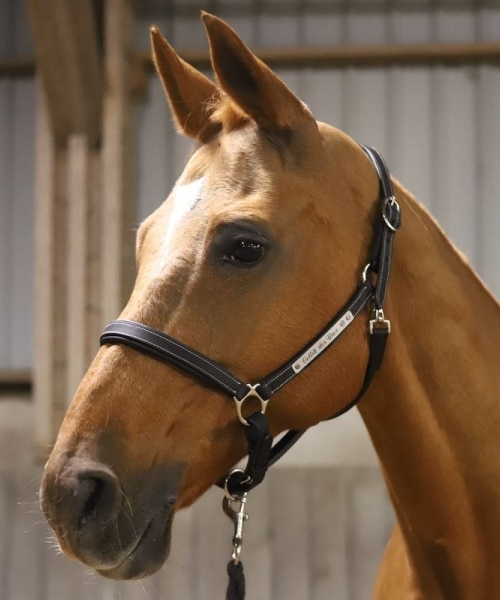 Leather horse halter