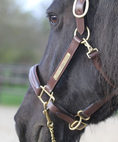 Engraved leather halter for horses