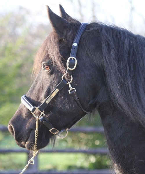 Licol gravé en cuir pour chevaux