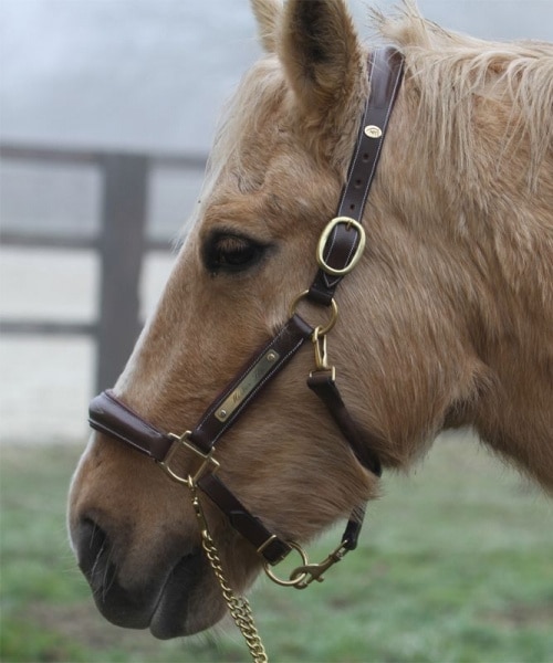 Licol gravé en cuir marron avec plaque en laiton pour chevaux