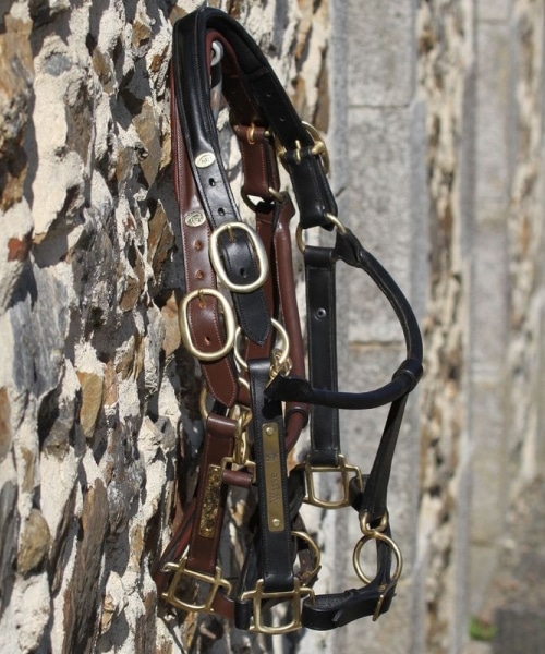 Licol gravé en cuir avec plaque en laiton pour chevaux