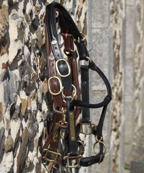 Licol gravé en cuir avec plaque en laiton pour chevaux