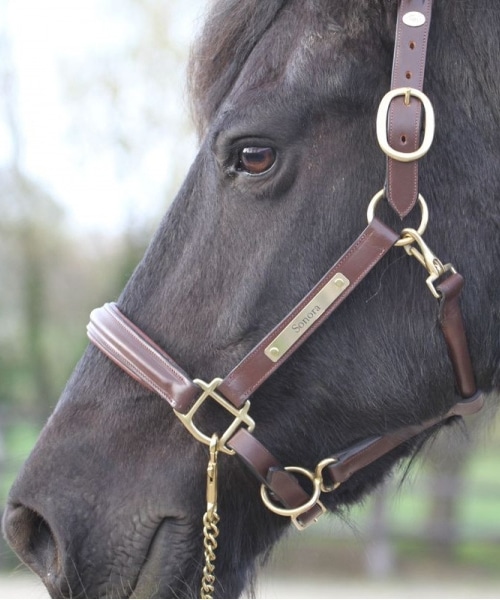 Licol gravé en cuir avec plaque en laiton pour chevaux