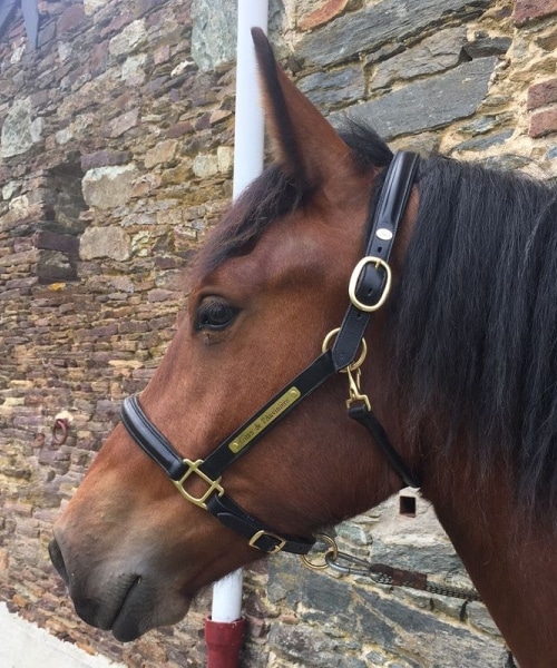 Licol gravé en cuir avec plaque en laiton pour chevaux