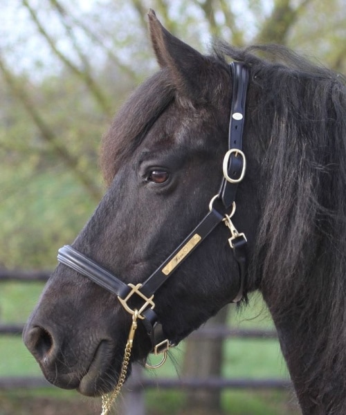 Engraved leather halter with brass plate for horses