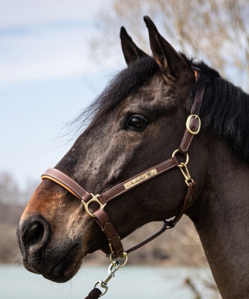 Licol gravé en cuir Newmarket avec plaque pour chevaux