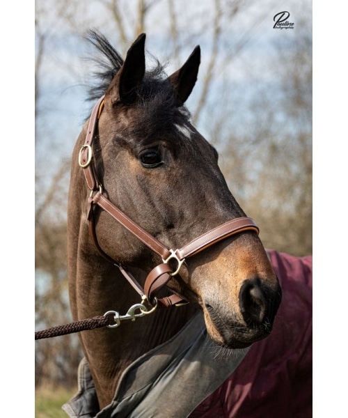 Licol gravé en cuir Newmarket avec plaque pour chevaux