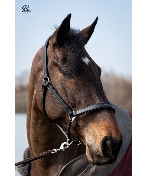Licol gravé en cuir avec plaque en argent pour chevaux
