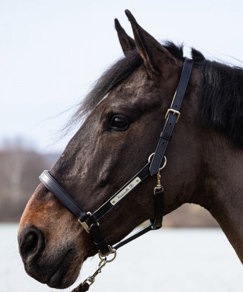 Licol gravé en cuir avec plaque en argent pour chevaux
