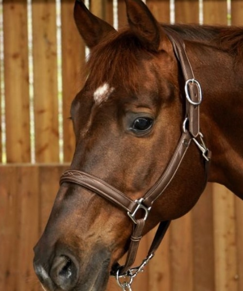 Licol en cuir gravé dyon souple pour chevaux