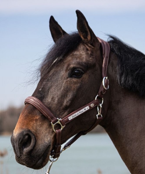 Soft dyon engraved leather halter for horses