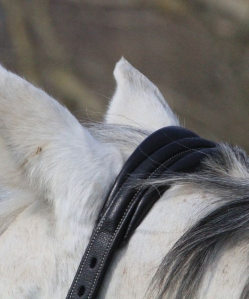 Licol en cuir gravé dyon souple pour chevaux
