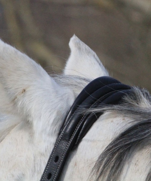 Licol en cuir gravé dyon souple pour chevaux