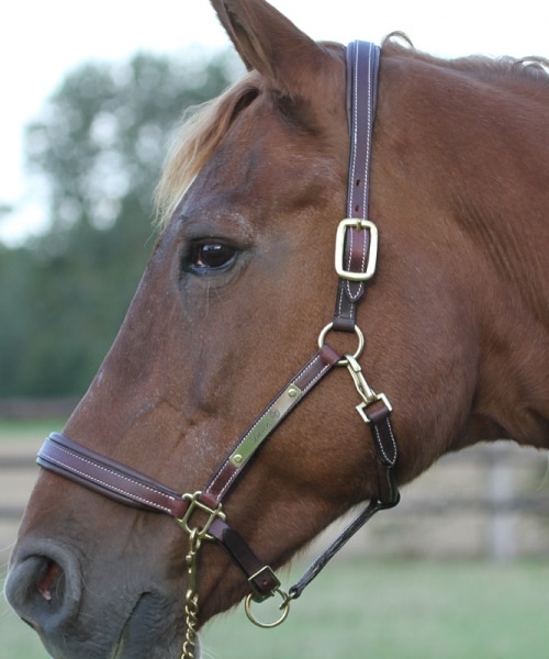 Licol en cuir avec plaque en laiton personnalisée pour chevaux