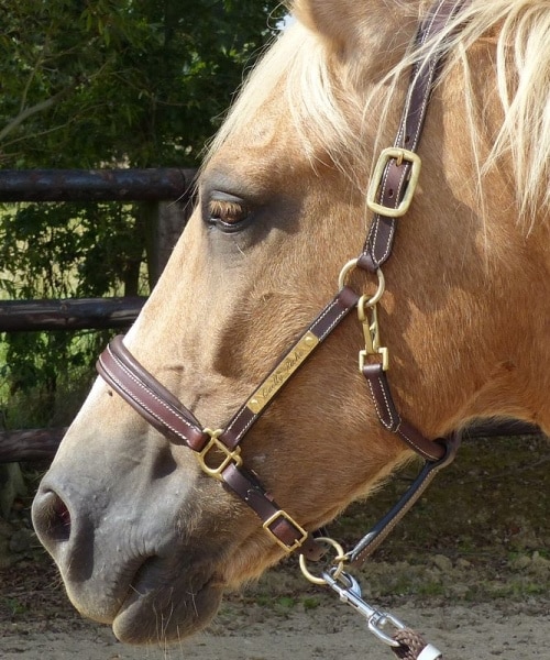 Licol en cuir avec plaque en laiton personnalisée pour chevaux