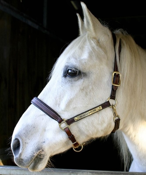 Licol en cuir avec plaque en laiton personnalisée pour chevaux