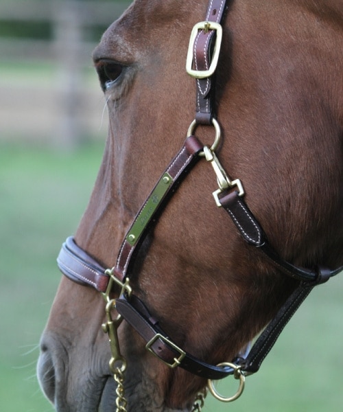 Leather halter with personalized brass plate for horses