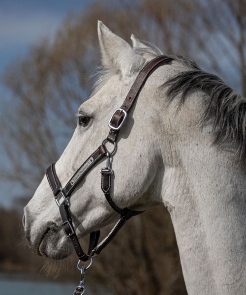 Cabestro de cuero full cob grabado para caballos