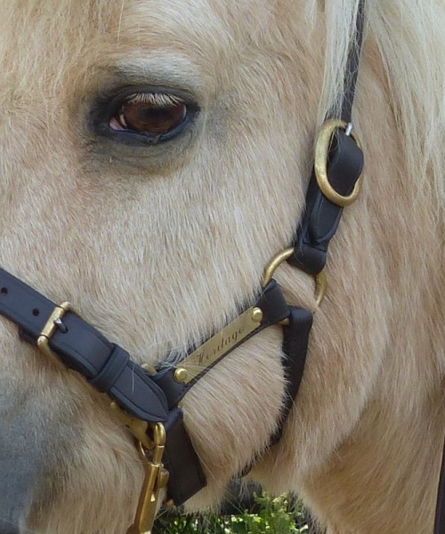 Poney Shetland blanc Cheval modèle fait à la main Licol en cuir