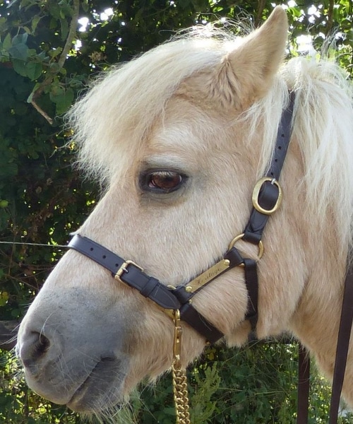 Poney Shetland blanc Cheval modèle fait à la main Licol en cuir