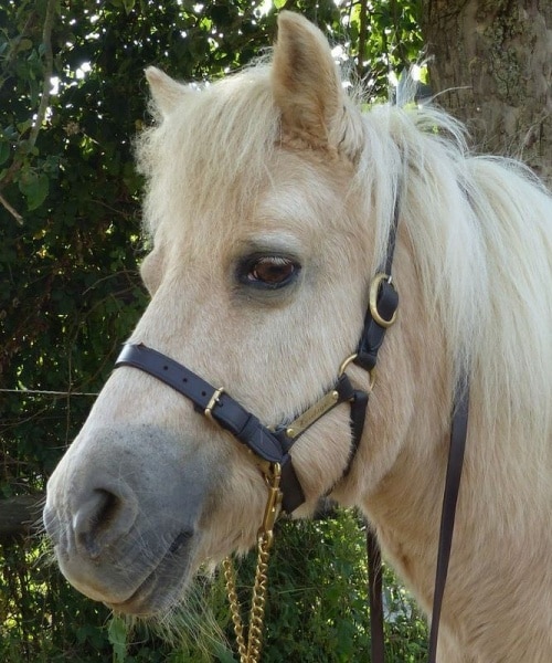 Leren halster voor Shetland veulenpaarden