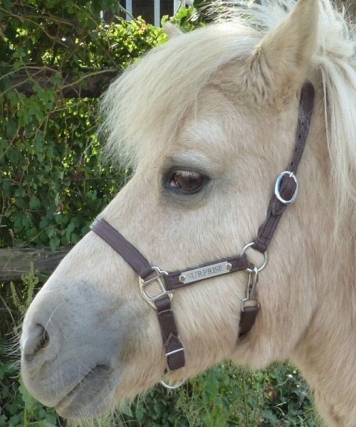 Leather halter for mini foal