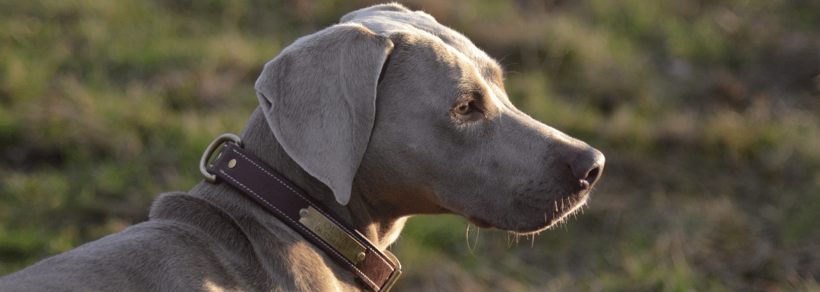 Presentazione del cane